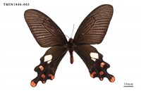 藏品(多姿麝鳳蝶)的圖片